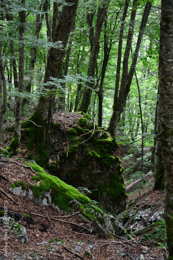 Buchenbergwald mit Felsblock und Moos