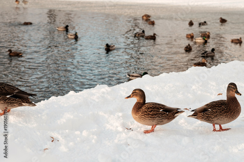 Ducks in winter near water.