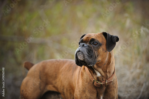 Brindle Boxer dog with natural ears, outdoor portrait in natural field © everydoghasastory