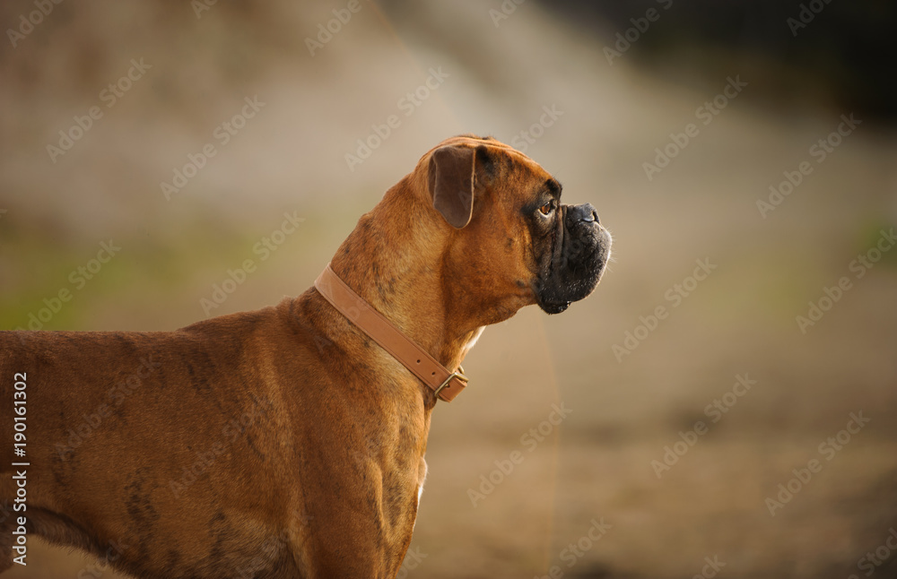 Brindle Boxer dog with natural ears, outdoor portrait in natural field