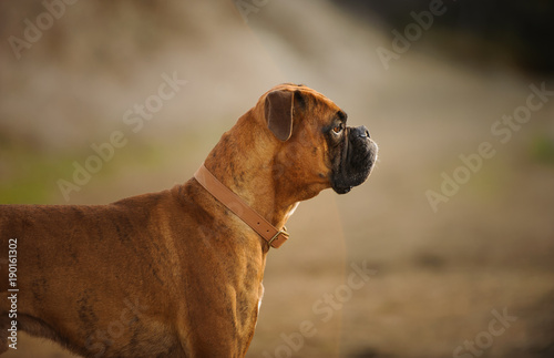 Brindle Boxer dog with natural ears, outdoor portrait in natural field © everydoghasastory