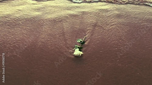 Waves washing a white rose on the beach in Rio Vermelho, an offering for the Festival of Yemanja in Salvador, Bahia, Brazil