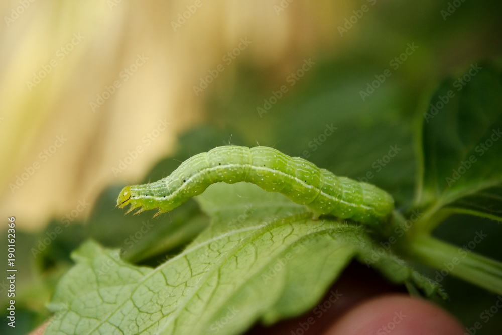 Cabbage White Butterfly Caterpillar Cabbage White Butterfly Caterpillar