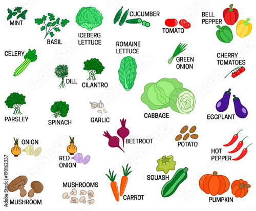 Set of different kinds of vegetables vector colored illustration