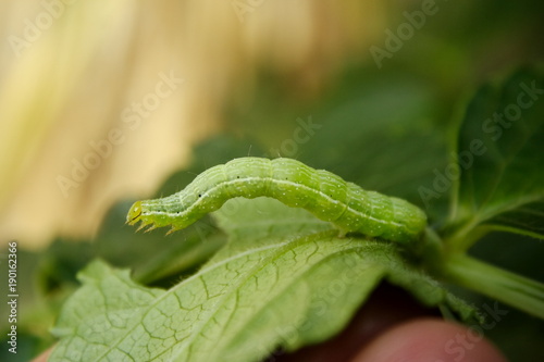 Cabbage White Butterfly Caterpillar