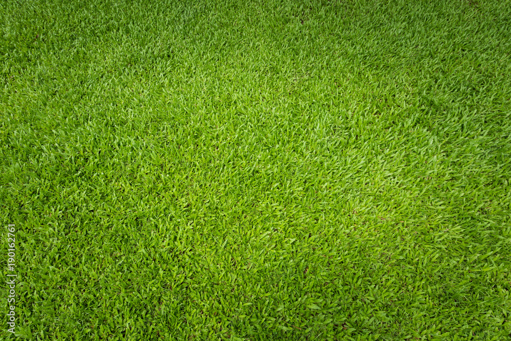 Naklejka Zielona trawa tło i teksturowane, widok z góry i szczegóły podłogi murawy na boisku do piłki nożnej