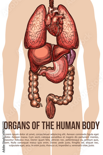 Human organs body system vector sketch poster