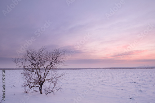 one dead tree stands in a snowy field in winter  top view