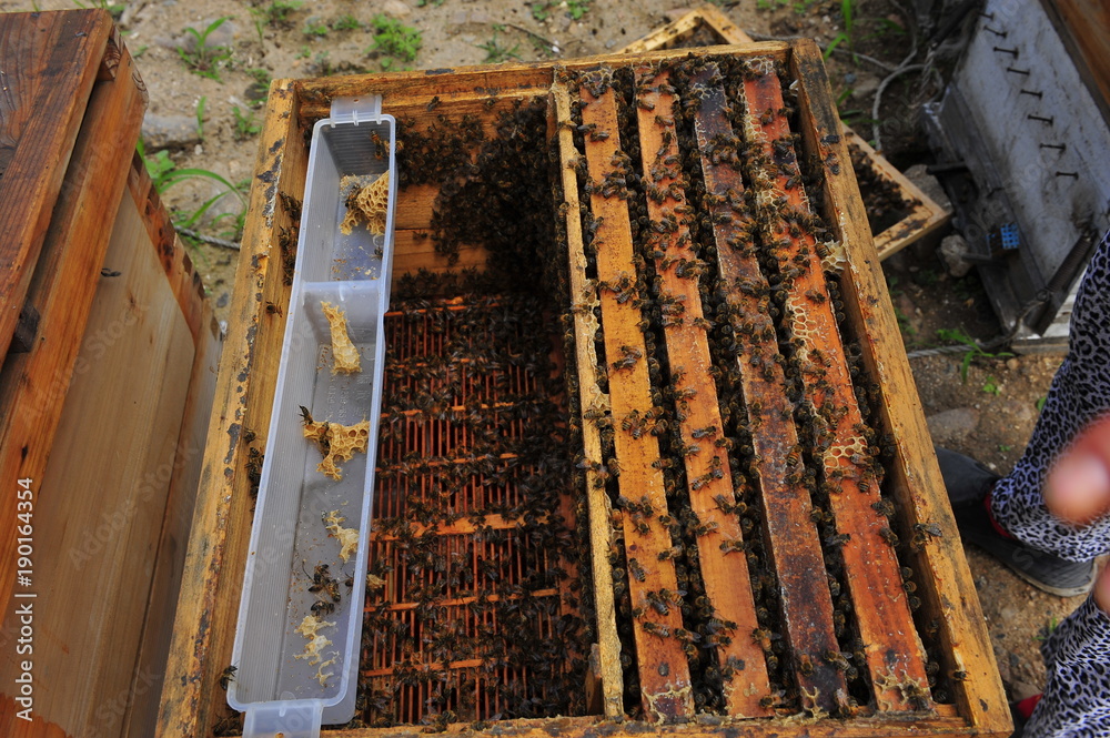 apiary