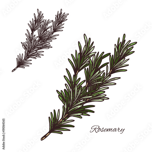 Rosemary seasoning vector sketch plant icon