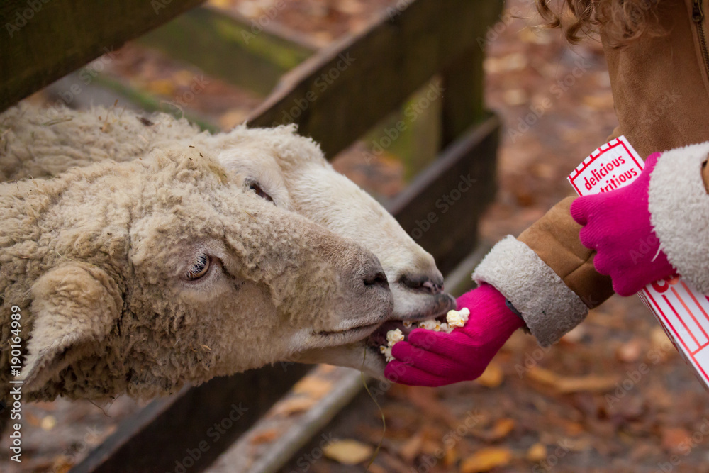 Obraz premium Child Feeding Sheep
