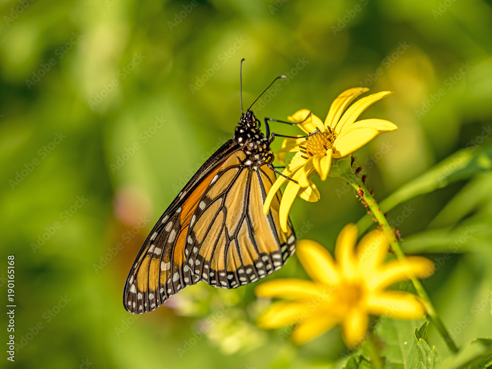 Obraz premium monarch butterfly (Danaus plexippus)