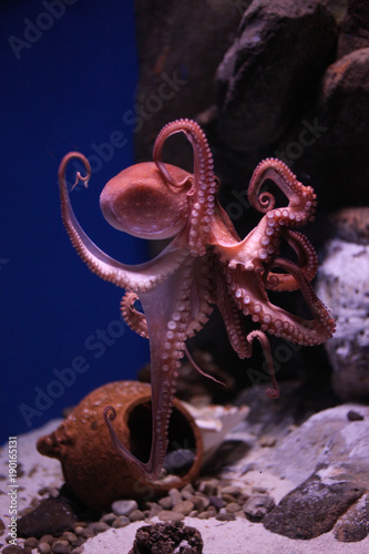 Vertical close up of an octopus and its tentacles, floating in its natural environment, on a blurred background photo
