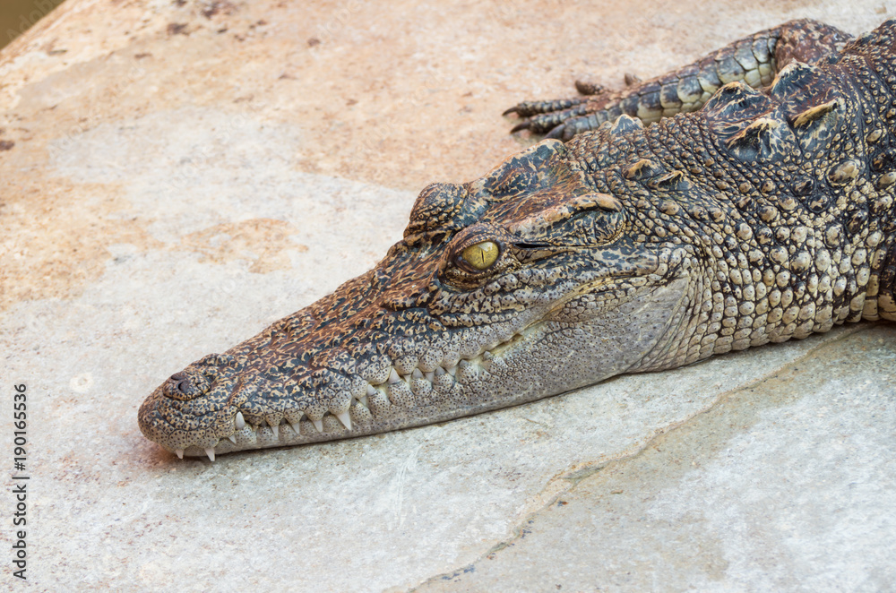 Obraz premium Crocodile saltwater Thailand