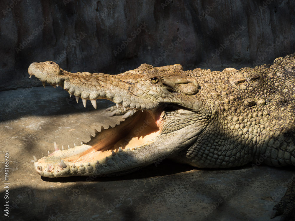 Fototapeta premium Crocodile saltwater. hi-res