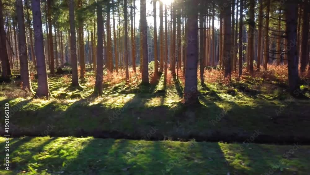 langsamer Flug durch traumhaft beleuchteten Wald langsamer Flug durch traumhaft beleuchteten Wald