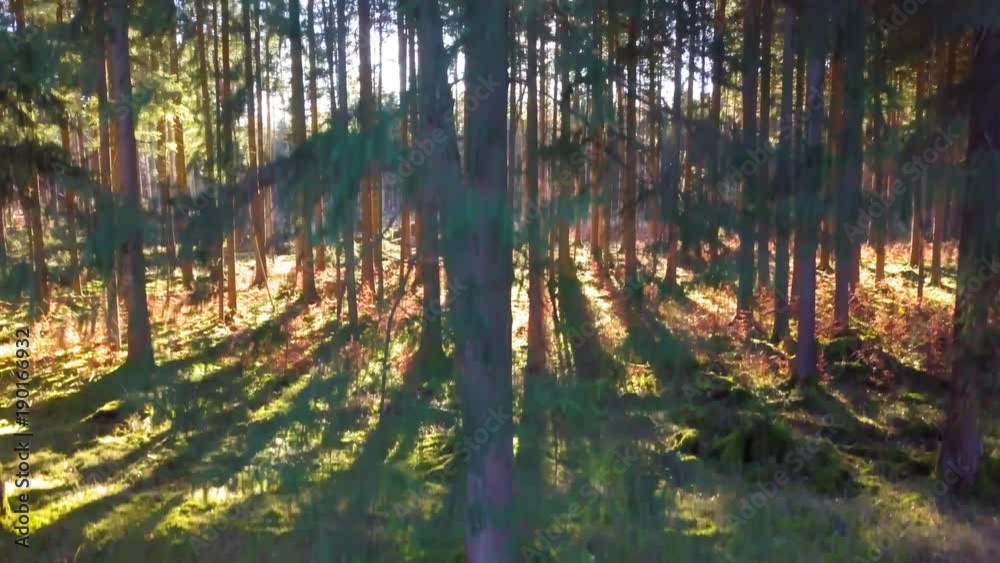 langsamer Flug durch traumhaft beleuchteten Wald langsamer Flug durch traumhaft beleuchteten Wald