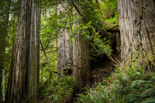 Trees in Redwood Forest