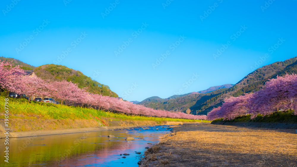 Fototapeta premium 河津桜