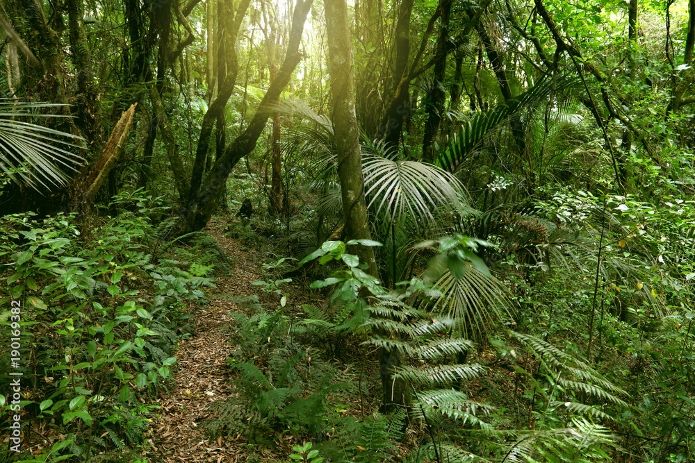 Obraz premium Jungle