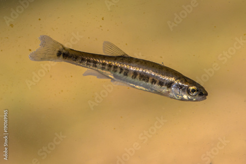 Eurasian minnow swimming in water of river
