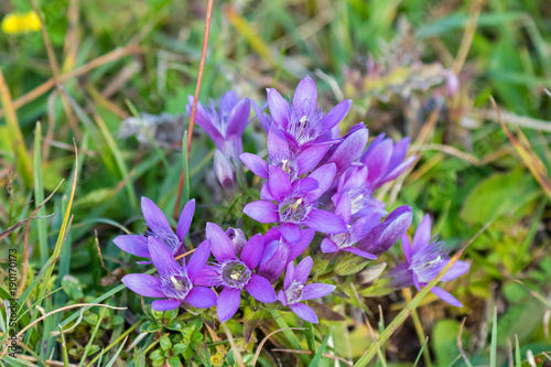 Gentiana alpine flowers in bluish purple with trumpet shape growing on ground photo