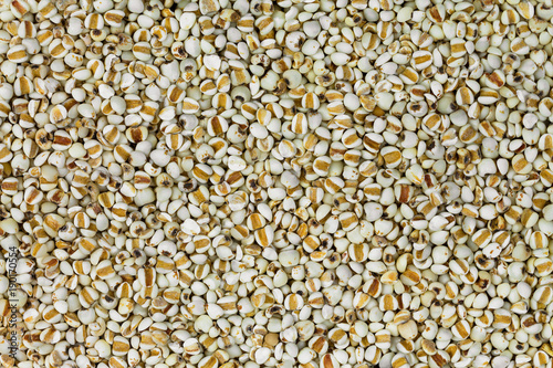 Closeup texture of dried Chinese pearl barley, Job's tears grains, known as Adlay millet photo