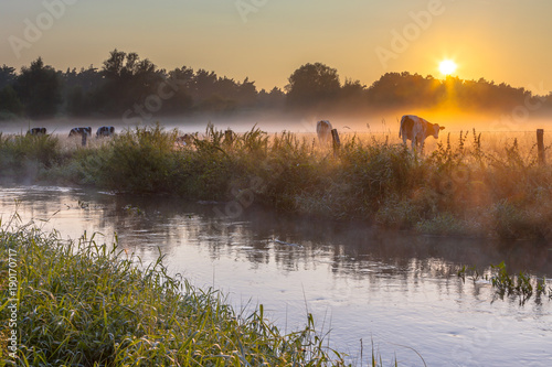 Cows in field on bank of Dinkel River at sunrise