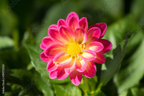 Fototapeta Naklejka Na Ścianę i Meble -  Home grown Dahlia flower in bright pink rays with yellow disc florets