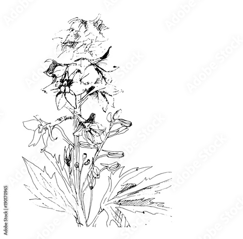 field flower Delphinium