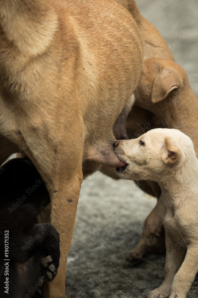 Fototapeta premium Puppies.