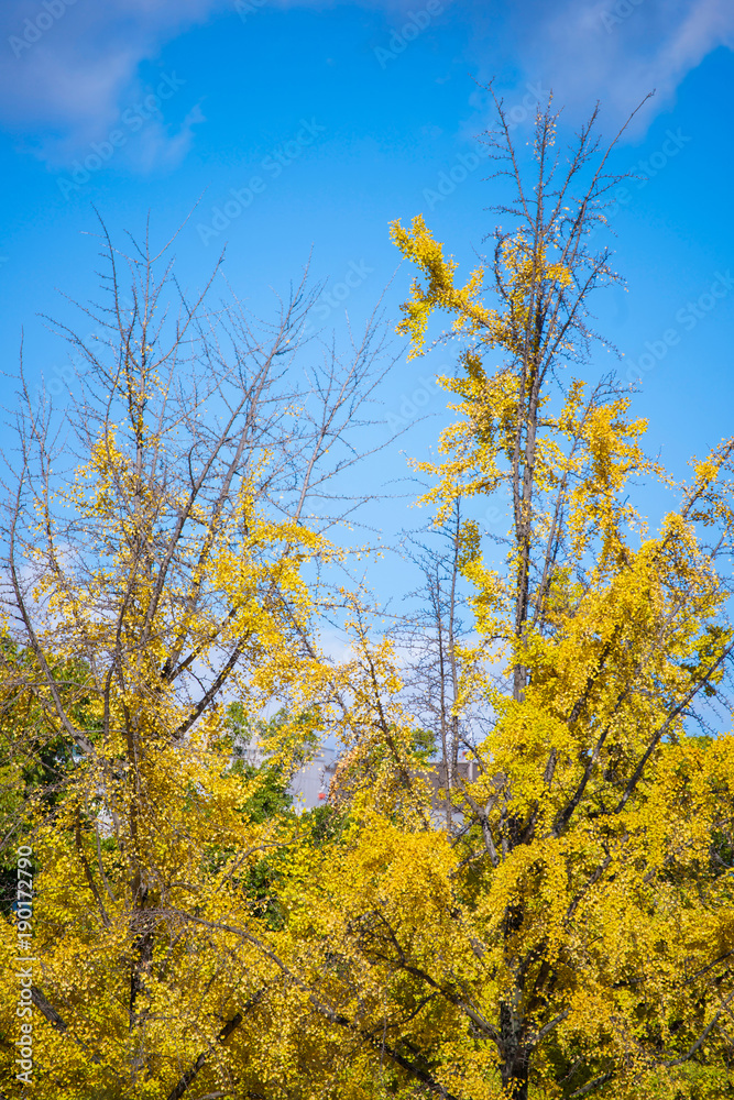 Yellow ginkgo tree in autumn season