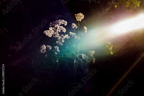 Fototapeta Naklejka Na Ścianę i Meble -  Flowers Lit By A Colorful Beam Of Light