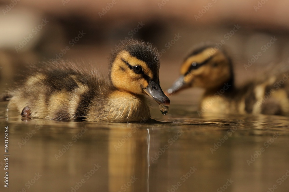 Duckling Duckling