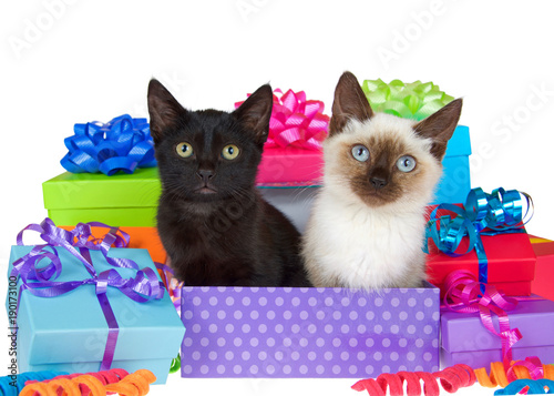 Obraz na plátně Black kitten with yellow eyes next to siamese kitten with blue eyes in purple polka dot birthday present box, ribbons and bows on presents around them isolated on a white background looking at viewer