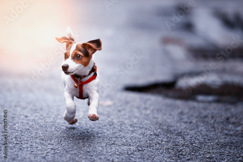 Fototapeta Naklejka Na Ścianę i Meble -  Jack Russell Terrier dog running and jumping