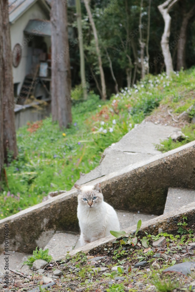 Fototapeta premium 哲学の道と猫