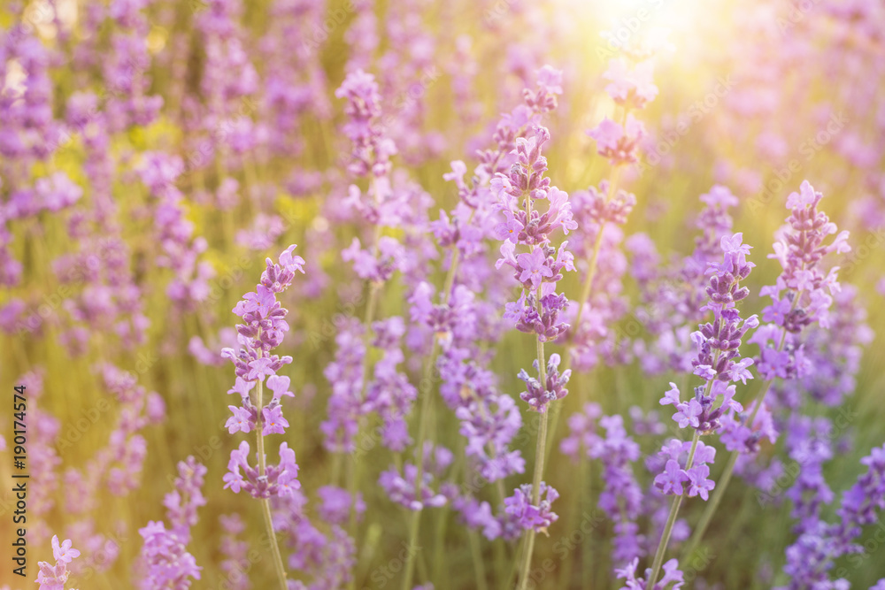 Obraz premium Flowers in the lavender fields in the Provence mountains. Lavender bushes closeup on evening light.