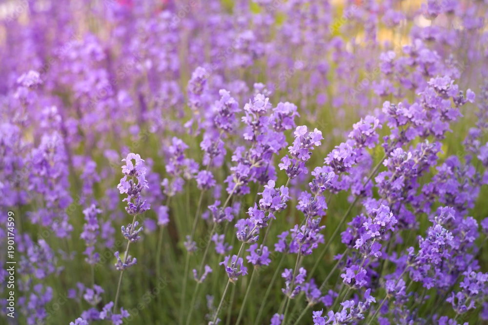 Violet lavender field in Provence, France. Beautiful image of herbal flowers over summer landscape. Outdoor image for natural background. Violet lavender field in Provence, France. Beautiful image of herbal flowers over summer landscape. Outdoor image for natural background.