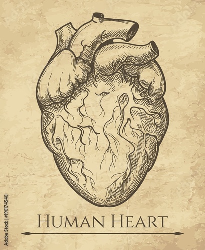 Human heart sketch. Anatomical heart organ etching drawing, medical retro anatomic cardiac muscle engraving vector illustration
