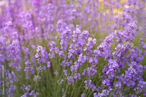 Violet lavender field in Provence  France. Beautiful image of herbal flowers over summer landscape. Outdoor image for natural background.