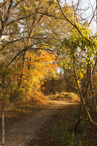 Winding path through late autumn woods at golden hour with shadows and sun shinning through leaves © Susan Vineyard 