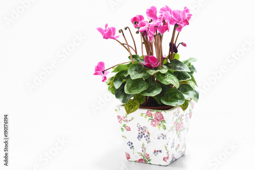 Pink flowers are in pots.