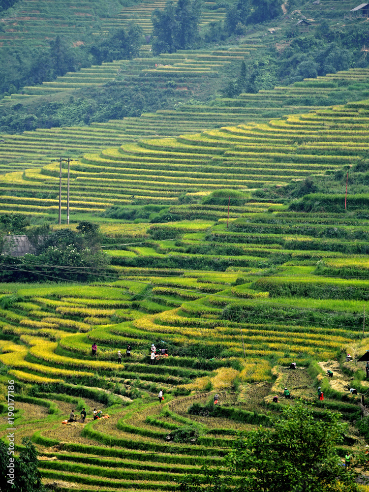 View of rice field in valley at Sapa, Vietnam