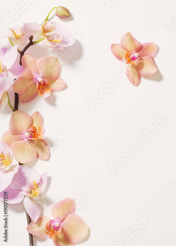 Fototapeta Naklejka Na Ścianę i Meble -  orchids on white background