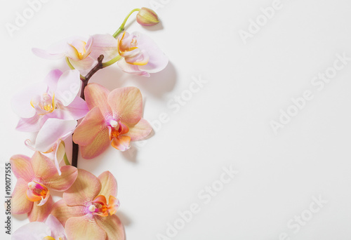 orchids on white background
