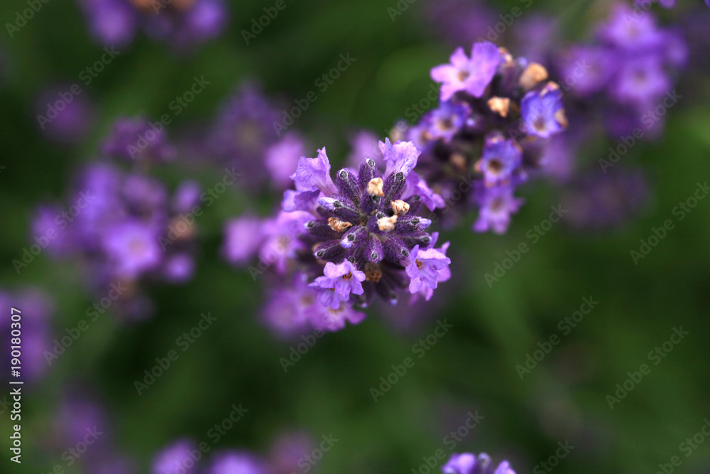 Macro Purple lavender flower. Microcosmos in rustic, home, eco-friendly garden. Macro Purple lavender flower. Microcosmos in rustic, home, eco-friendly garden.
