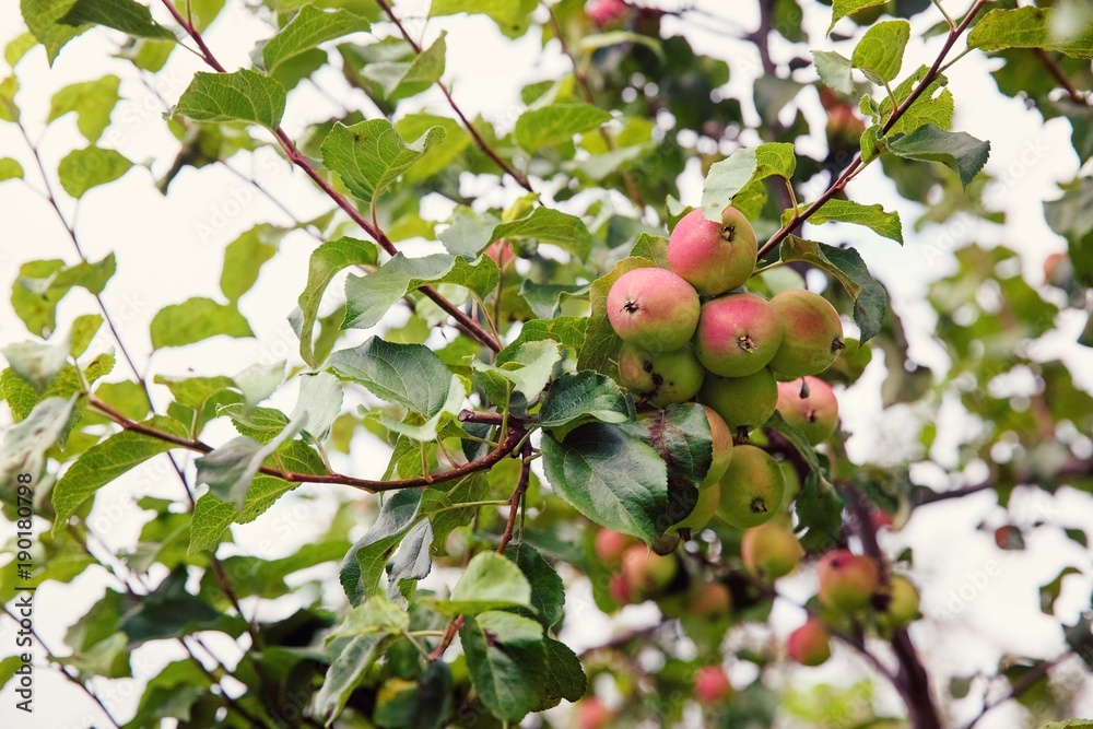 background with fresh natural ripe cultivated apple tree with fruits outdoors background with fresh natural ripe cultivated apple tree with fruits outdoors