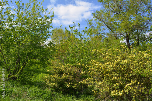 Spring landscape with trees and blooming bushes in sunny day.