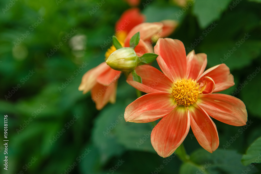 Colorful dahlia flower. Dahlia flowers growing in the garden Colorful dahlia flower. Dahlia flowers growing in the garden